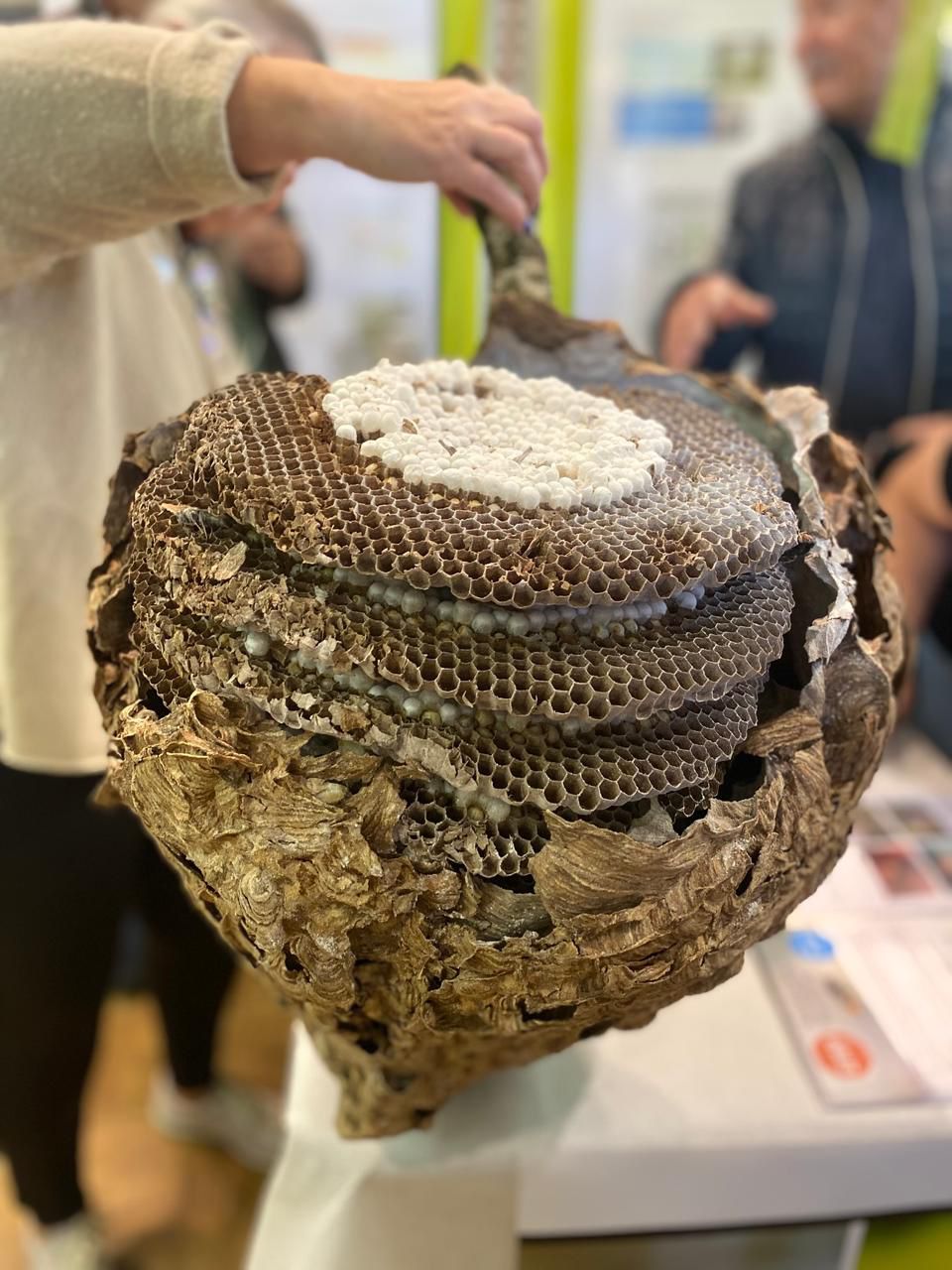 Neobiota - Neozoen 26. Oktober 2025 – Bild 6
