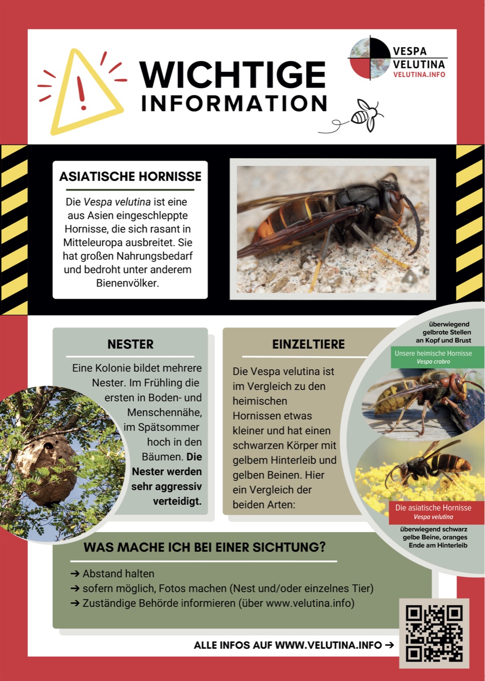 Tag der Asiatischen Hornisse – vielen Dank!